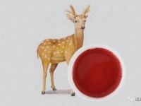 鹿血怎么吃比较好 鹿血的食用方法有哪些